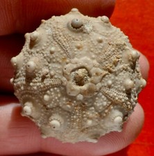 OURSIN FOSSILE JURASSIQUE DU
