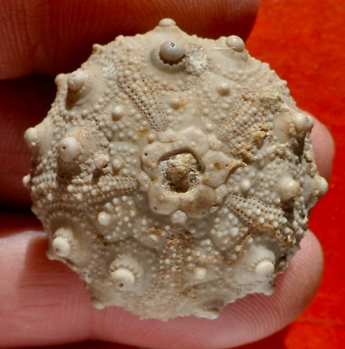 Oursin fossile jurassique - fossile, du