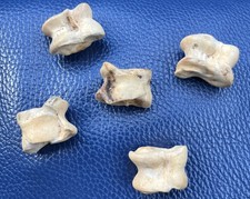 Osselets en Os Jeu ancien