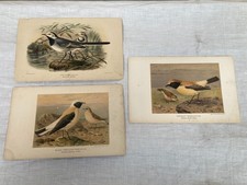 Lithographie ancienne originale de W.Greeve-Berlin-London - ornithologie