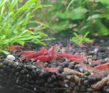 Lot de 10 Crevettes