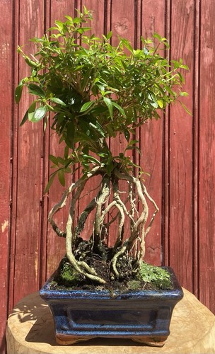Bonsaï serissa foetida - bonsaÏ,