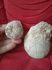 Stomopneustes + Echinolampas