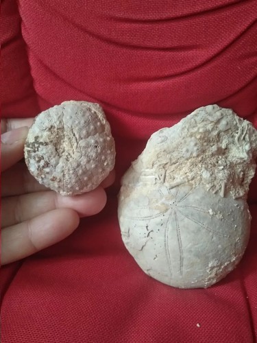 Stomopneustes echinolampas - stomopneustes,