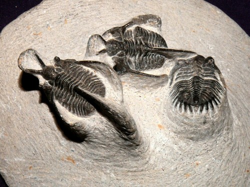 Trilobite sur matrix - trilobite, matrix,