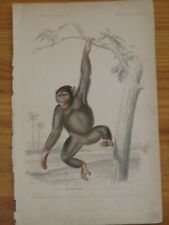 Gravure originale  atlas d'histoire naturelle d'Orbigny 1849 Chimpanzé