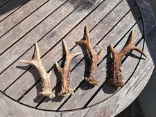 Bois de chevreuil #0209