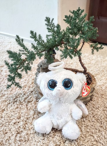 Beanie boos collectors - ty,