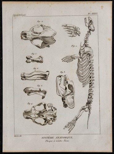 1825 squelette phoque à - squelette,