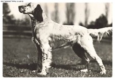 CD-BFP1-0969-CHIEN - Setter lemon