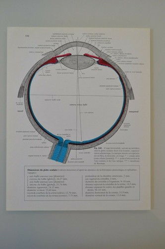 Planche anatomie humaine - d'anatomie,
