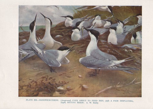 Vintage oiseau imprimé - vintage, ~