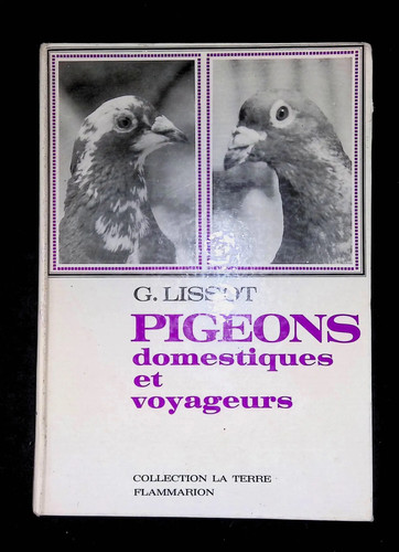 Lissot pigeons domestiques - g.,
