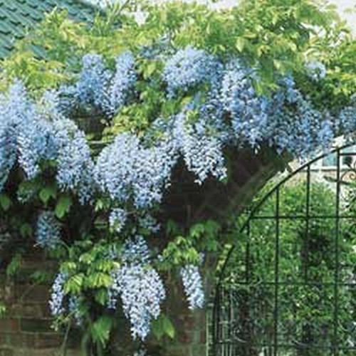 Glycine bleue parfumee - glycine,