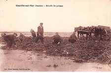 50 - n°73047 - GOUVILLE-SUR-MER - Récolte du goëmon