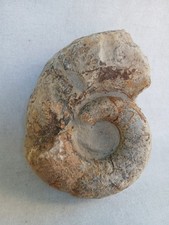 Ammonite,  Fossiles France