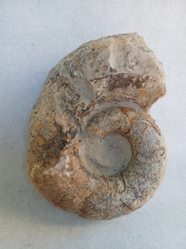 Ammonite fossiles france - ,