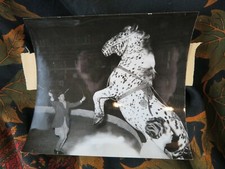 ancienne photo argentique  cirque circus  dressage cheval cabré  dresseur