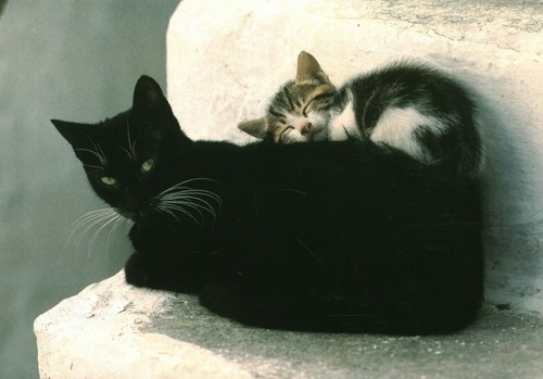 Carte postale les chats - , de