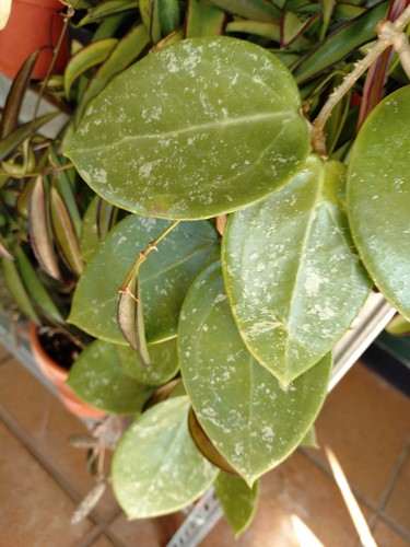 Hoya parasitica splash - parasitica,