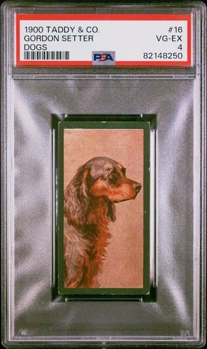 Gordon setter 1900 taddy co - 1900, &