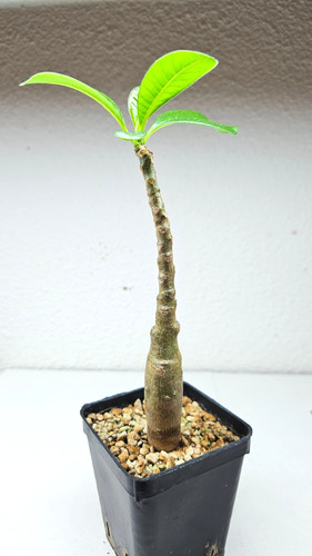 Pachypodium decaryi