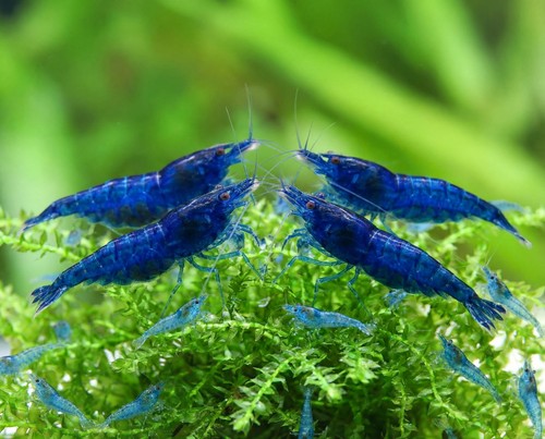 Lot crevettes blue - 10,