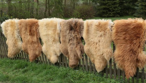 Peau mouton coburger renard - peau,