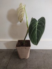 Philodendron Melanochrysum /