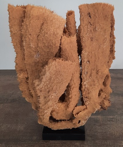 Curiosité taxidermie - taxidermie,