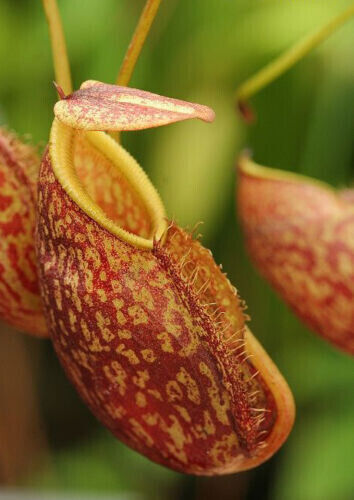 Nepenthes gymnamphora plante - nepenthes,