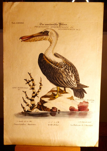 Gravure oiseau - 🦅,