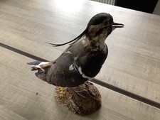 taxidermie oiseaux :  Vanneau Huppé