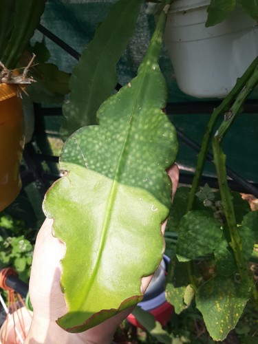 épiphyllum rosenfreunde - épiphyllum,