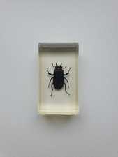 Insecte inclusion résine -