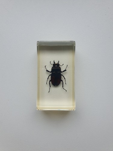 Insecte inclusion résine - ,