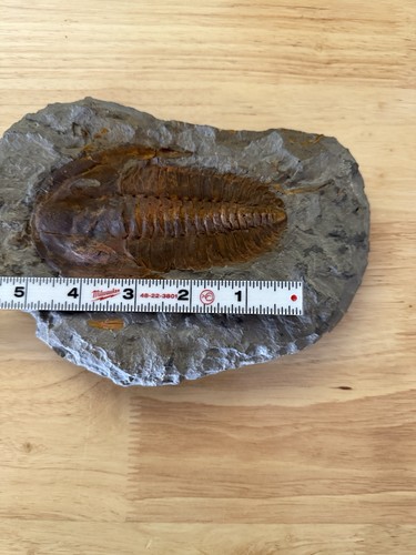 Trilobite hundreds of - 5",