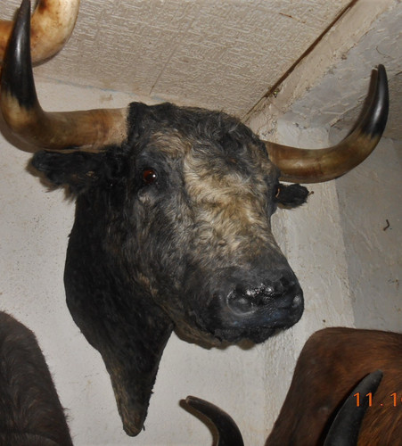 Trophée tete toros - de,