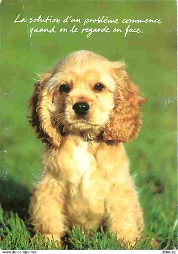 Carte postale animaux - postale,
