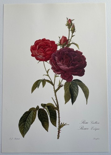 Botanique rosier evêque - botanique, rosa