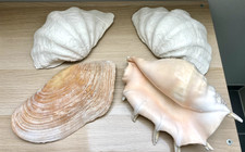 COQUILLAGES de collection lot