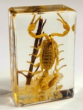 44mm Real Golden Scorpion in