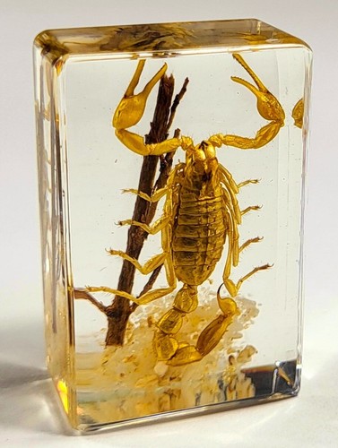 44mm véritable doré scorpion - 44mm,