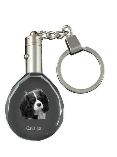 Cavalier king charles spaniel - king,