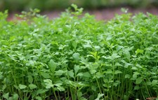 + de 250 graines de cresson