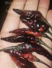 5 Graines Chili Piment Bhut