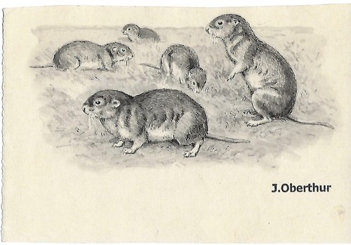 Joseph oberthur campagnols - oberthur,