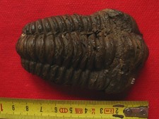 Trilobite de l'Ordovicien : Colpocoryphe grandis (Šnajdr, 1956)