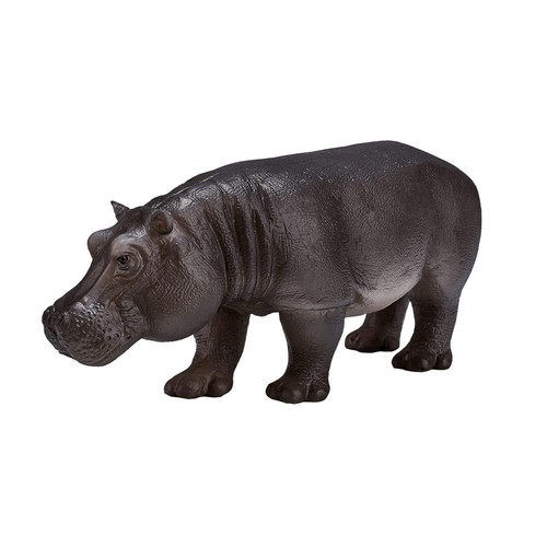 Hippopotame femelle wildlife - hippopotame,