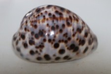 collection coquillage CYPRAEA